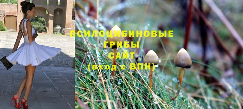 Псилоцибиновые грибы Psilocybine cubensis  цены наркотик  Верещагино 